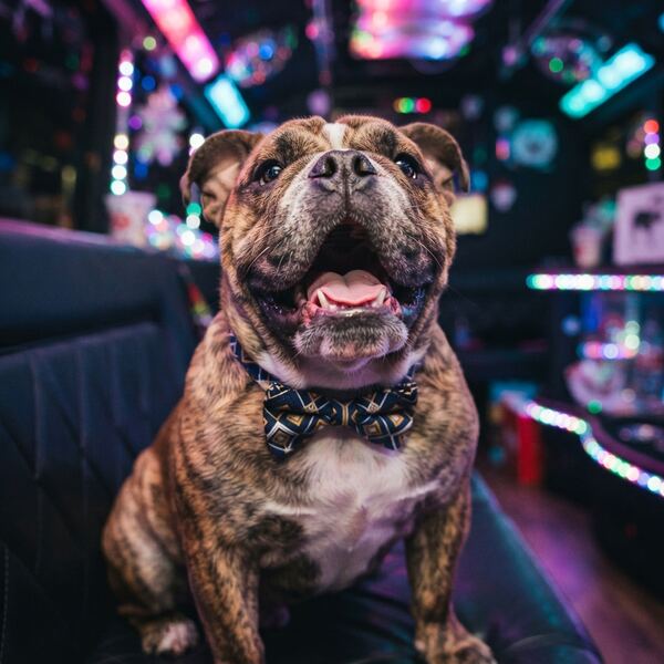 Brisket, a brindle bulldog in a bow tie on a party bus